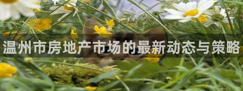 和记娱实惠h88285官网：温州市房地产市场的最新动态与策略